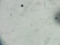 Plankton Annotations project thumbnail