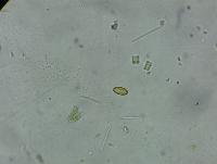 New FMT Plankton project thumbnail