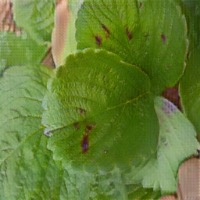 Leaf Spot project thumbnail