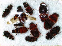 Insect detection project thumbnail