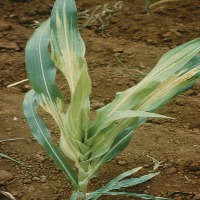 Leaf_Corn project thumbnail