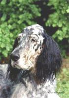 Stanford Dogs Dataset project thumbnail