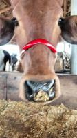Kshema Muzzle Detection project thumbnail