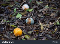 Orange Detection project thumbnail