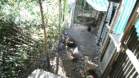 Chicken project thumbnail