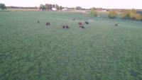Buffalo_Segmentation project thumbnail