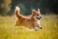dog project thumbnail
