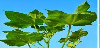 cotton leaf detection project thumbnail