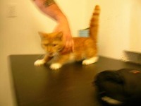 Cats project thumbnail
