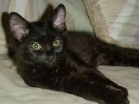 cats project thumbnail