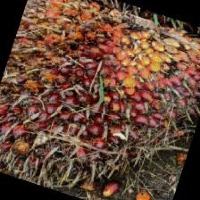 Ripeness FFB Palm oil Classification Model by chiang mai university