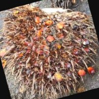 Ripeness FFB Palm oil Classification Model by chiang mai university