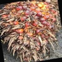 Ripeness FFB Palm oil Classification Model by chiang mai university