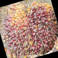 Ripeness FFB Palm oil Classification Model by chiang mai university