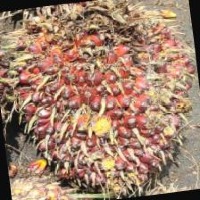 Ripeness FFB Palm oil Classification Model by chiang mai university