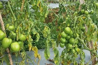 Daun Tomat project thumbnail