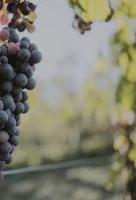 Fruit Detection project thumbnail