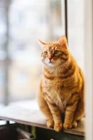 dog cat bird project thumbnail