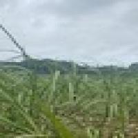 multi_crop project thumbnail