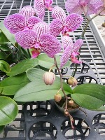 Orchid Flower project thumbnail