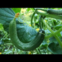CucumberDetection project thumbnail