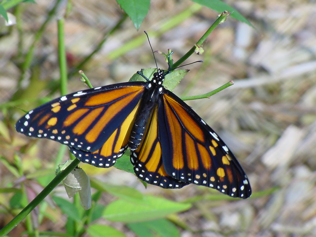 Butterfly china. Danaus plexippus. Danaus plexippus куколка. Бабочки в Китае. Редкие виды бабочек.