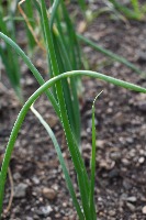onion_disease project thumbnail