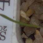Black-grass project thumbnail