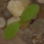 Scentless Mayweed project thumbnail