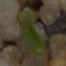 Common wheat project thumbnail