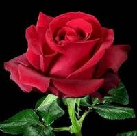 lotus-and-rose project thumbnail