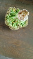 broccoli-segmentation project thumbnail