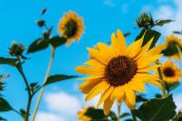 flower project thumbnail