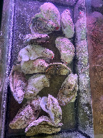 USDA shellfish (clean) project thumbnail
