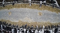 Cows Food project thumbnail