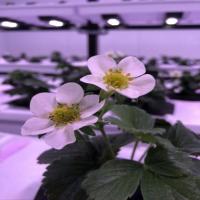 Plant Growth Stage Detection Ver2 project thumbnail