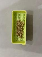 Plant Growth Stage Detection Ver1 project thumbnail