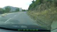 dog_on_road project thumbnail