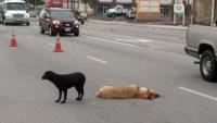Animal_Collision_Detection project thumbnail