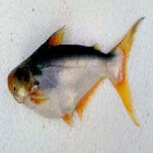 Freshwater Fish Classification Dataset by Freshwater Fish