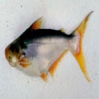 Freshwater Fish project thumbnail