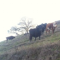 Cow detection project thumbnail