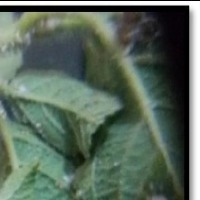 Cotton Mealy Bug project thumbnail