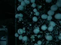 Mushrooms project thumbnail