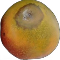 mango-disease-classification project thumbnail