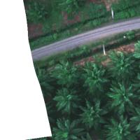 palmTrees project thumbnail