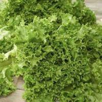 AI-Based Lettuce Health project thumbnail