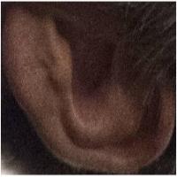 Human ear with key point project thumbnail