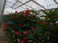 Impatiens_Trial_1_Or project thumbnail