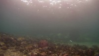 Sea urchin detection project thumbnail
